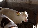 Eines unserer neugeborenen K&auml;lbchen.