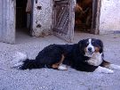 Unsere ehemalige Hofhunddame Trixi