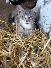Eines unserer Katzenkinder