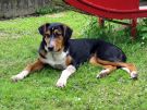 Unsere Hofh�ndin Wilma